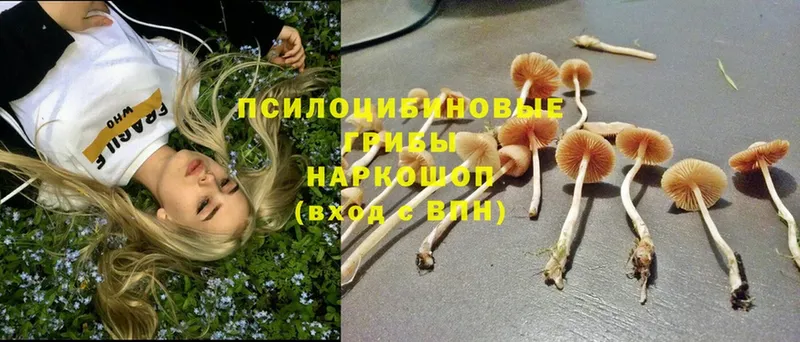 Галлюциногенные грибы прущие грибы  Балей 